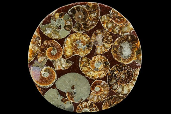 Composite Plate Of Agatized Ammonite Fossils #107321